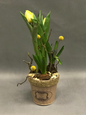 Кашпо с луковичными первоцветами S Синий (тюльпан, гиацинт) 46200-С