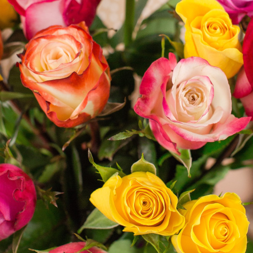 Букет из 15 цветных Эквадорских роз 40 см. с крупным бутоном арт. 50564
