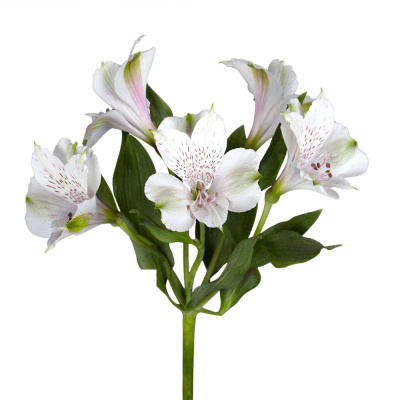 Альстромерия ПОШТУЧНО N 21