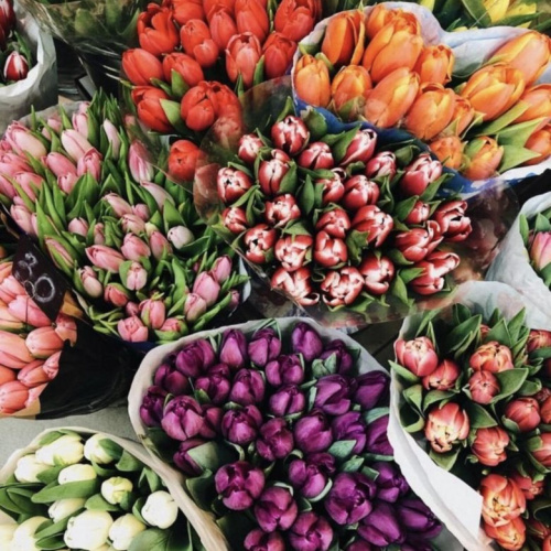 300 Тюльпанов ОПТОМ в технической упаковке. (по 50 шт. в упаковке) N 60426/300