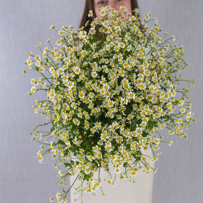 Букет из 25 мелких кустовых ромашек танацетумов с лентой арт. 50582
